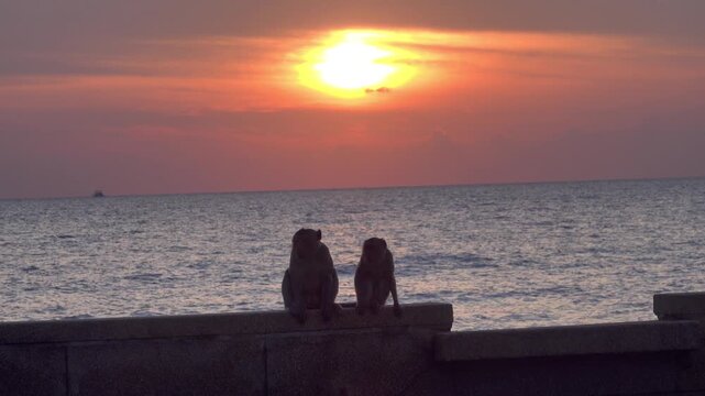 Even monkeys love a romantic setting (relaxation). A love couple on the Andaman Sea embankment at sunset. Thailand. A parody of people