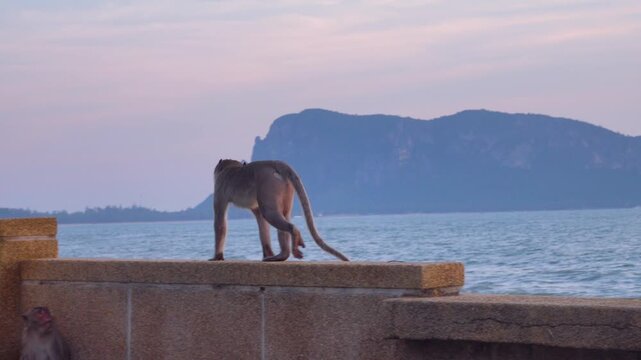 long-tailed macaque (Macaca fascicularis) on the Andaman Sea embankment at sunset and beautiful high mountains, Thailand