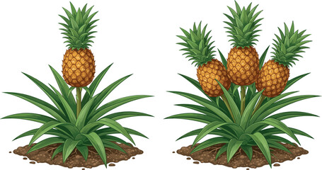 Fototapeta premium Pineapple Plant Growing in Soil Vector Set Featuring Single and Multiple Ripe Tropical Fruits on Green Shrub Bush for Agriculture Farming Graphic Designs