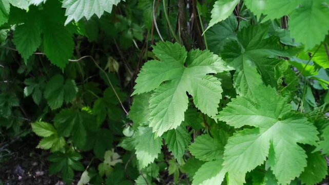 Close-up of lush green vine leaves growing wild in a summer forest. Beautiful natural foliage texture with bright sunlight and deep shadows. Fresh climbing plant branches outdoors.