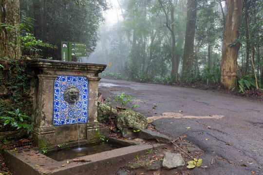 floresta da tijuca