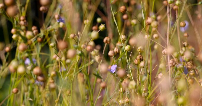 Golden flax seeds on stalks, this dry flax with small seed heads forms a dense mass in a rural field under the open sky in the heat.