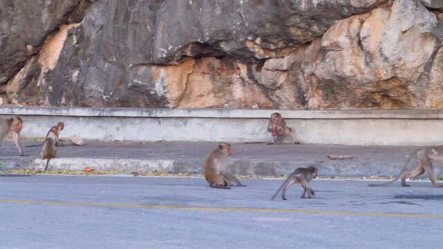 long-tailed macaque (Macaca fascicularis) on the Andaman Sea embankment at sunset and beautiful high mountains, Thailand