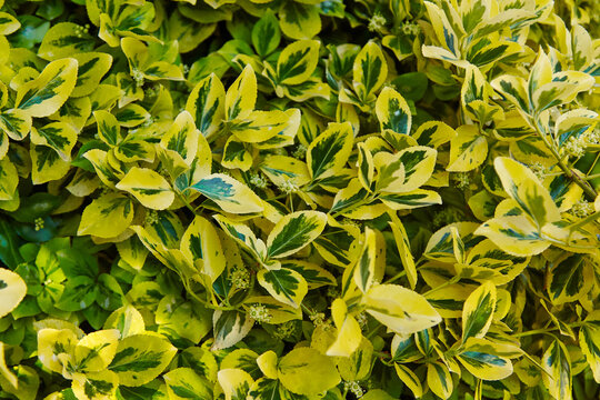 Euonymus fortunei cultivar 'Emerald 'n' Gold' with vibrant green and yellow variegated leaves densely clustered in a natural outdoor setting