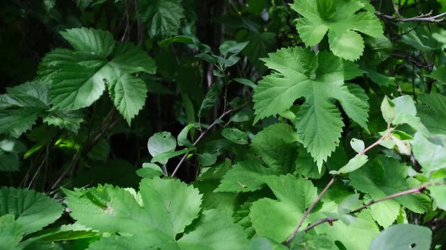 Close-up of lush green vine leaves growing wild in a summer forest. Beautiful natural foliage texture with bright sunlight and deep shadows. Fresh climbing plant branches outdoors.