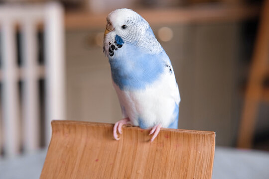Blue white budgie perched on armrest, quiet indoor portrait of tame parakeet showcasing speckled plumage and delicate beak, soft neutral background, closeup resting pose conveying companion bird vibe