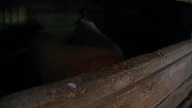 Young pig peers curiously from wooden stall edge. Soft lighting highlights pink snout and floppy ears. Animal appears calm and inquisitive. Shot captures rustic farm atmosphere