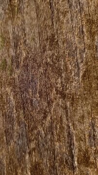 Pasar Organik & Eco-Branding)
Rustic Teak Wood (Tectona grandis) Board Sliding Vertically for Eco Friendly Product Presentation 4K Vertical Macro Loop