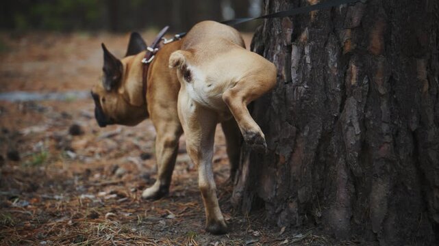 Fawn-colored French Bulldog stands near a tree trunk. The dog's tail curls up as it lifts its leg, marking territory. It wears a leash and harness, walking in a forested area