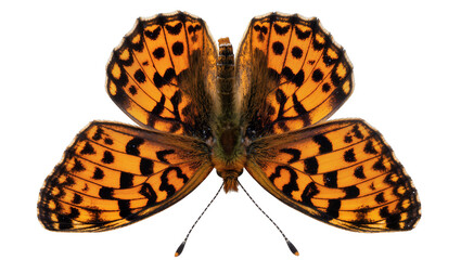 Orange butterfly with black spots and patterns © Johanna
