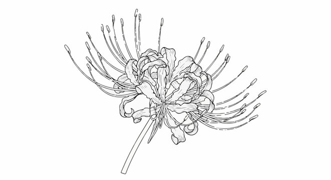 Detailed line art sketch of a blooming spider lily with delicate petals and stamens
