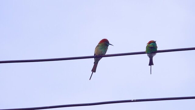blue-cheeked bee eater (Merops superciliosus) on wire in Thailand