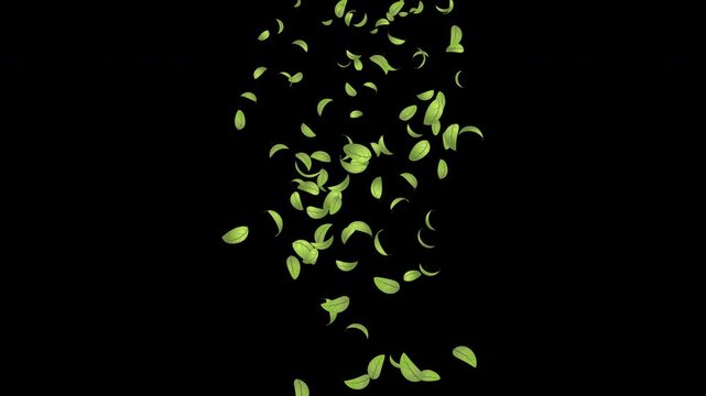 Green leaves flying animation. Realistic green leaf fall animation. Autumn spring season leaves fall background. Natural leaves animation background. Transparent background with alpha channel