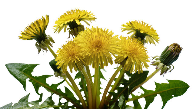 Yellow dandelions with green leaves and bud