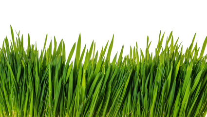 Fototapeta premium Fresh green grass blades with vibrant color and texture