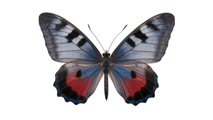 Blue and red butterfly with black markings © Paul