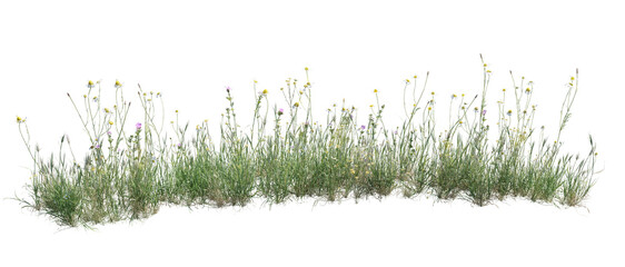Fototapeta premium Wild grass and flowers isolated on transparent background