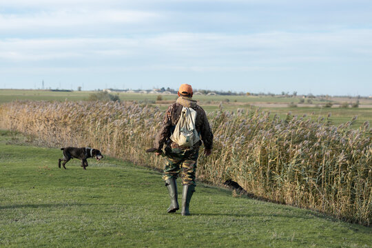 A hunter with a gun and his pet dogs. A spaniel and a german wirehaired pointer drathaar in search of a pheasant.