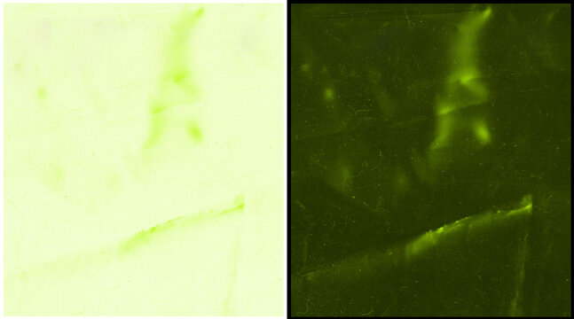 Microscopic view of biological cells under fluorescence, green fluorescent protein imaging, scientific research of cellular structures