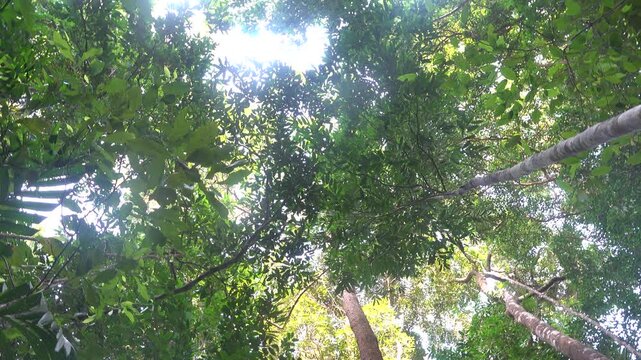 The high-stemmed evergreen rainforest, diptherocarp gurjun oil tree forest, and other species are full of the sound of cicadas. Thailand. Sounds of tropical jungle cicadas ringing