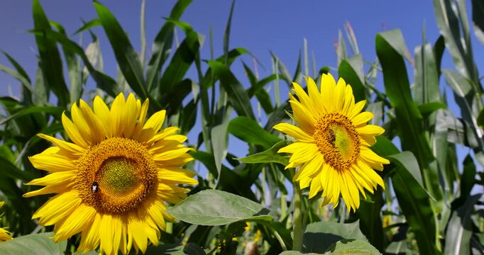 Open-air sunflower in bloom, this yellow-crowned sunflower is illuminated by direct light and surrounded by tall grass in the countryside.