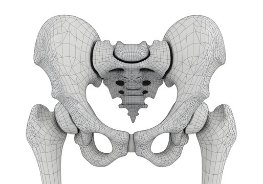 Anatomical 3d render of the human pelvis and hip bones displayed as a wireframe mesh for medical visualization.