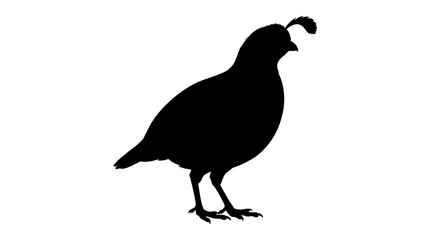Fototapeta premium Black quail silhouette, bird icon, wildlife illustration, animal design element