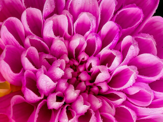 Obraz premium Pink Chrysanthemum Macro With Dew Covered Petals