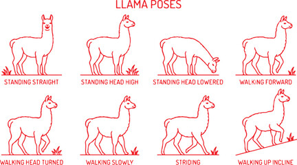 Obraz premium Llama poses vector line art red outline on transparent background, different llama actions.