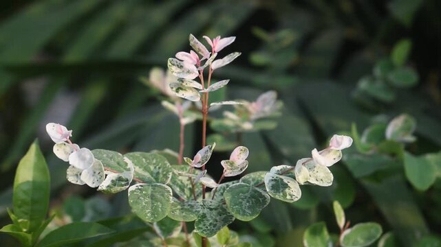 Breynia Disticha Snowbush Plant With Colorful Variegated Leaves In Tropical Ornamental Garden Setting.