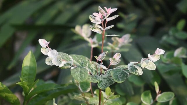 Breynia Disticha Snowbush Variegated Foliage Panning Shot Right To Left Through Colorful Tropical Shrub.