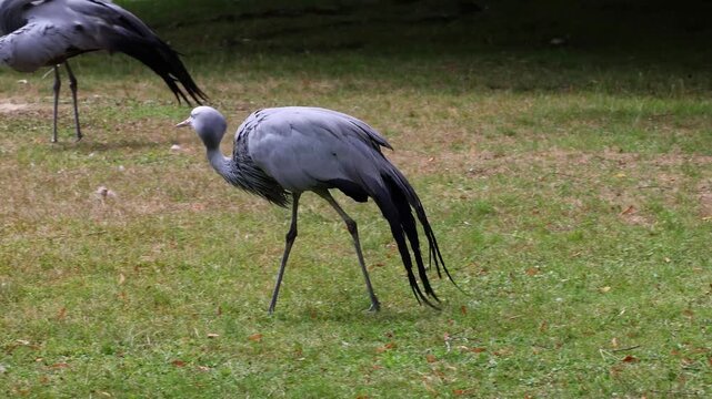 The Blue Crane, Grus paradisea, is an endangered bird specie endemic to Southern Africa. It is the national bird of South Africa
