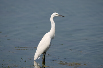 Obraz premium Close-up of a Little Egret (Egretta garzetta) standing perfectly still in the water while waiting for prey.