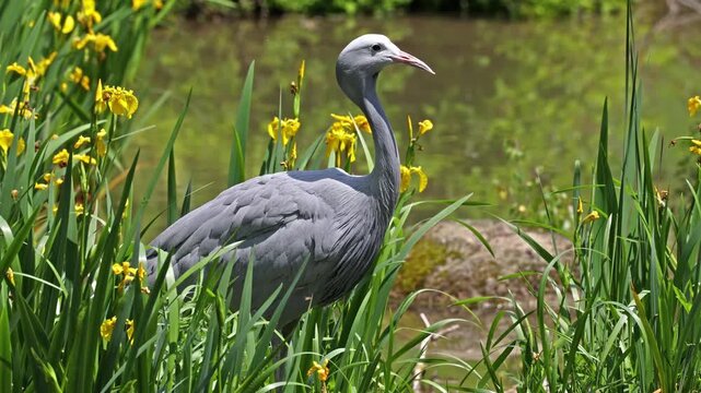 The Blue Crane, Grus paradisea, is an endangered bird specie endemic to Southern Africa. It is the national bird of South Africa