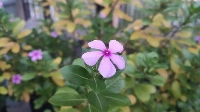 Catharanthus Roseus Madagascar Periwinkle Flower In Full Bloom Panning Left To Right In Sunny Garden.
