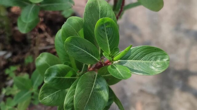 Catharanthus Roseus Madagascar Periwinkle Glossy Green Leaves Close Up In Natural Garden Background.