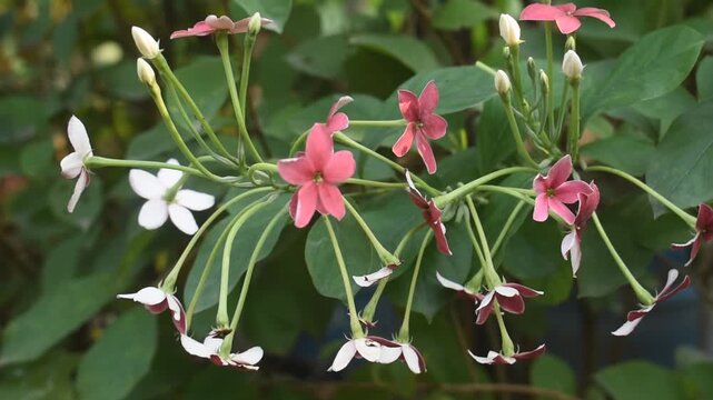 Combretum Indicum Rangoon Creeper Flower Clusters Panning Left To Right In Warm Tropical Garden Setting.