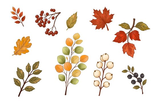 Autumn leaves and berries clipart set. Hand drawn fall botanical elements illustration isolated on white. Digital watercolor maple, oak, rowan leaf collection for pattern design.