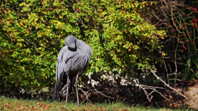 The Blue Crane, Grus paradisea, is an endangered bird specie endemic to Southern Africa. It is the national bird of South Africa