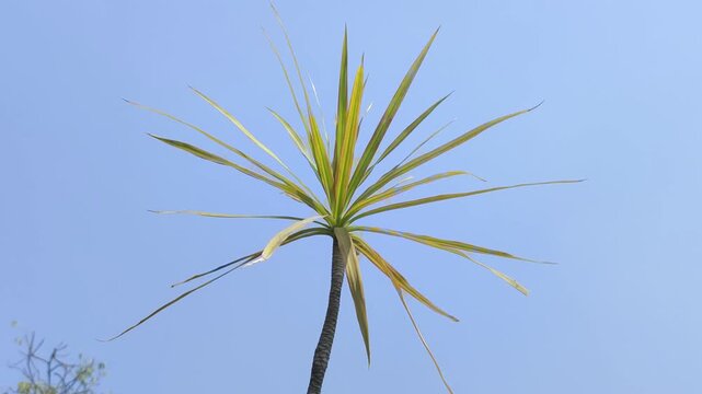 Dracaena Draco Dragon Tree With Radiant Spiky Leaves Against a Clear Blue Sky in Tropical Landscape.