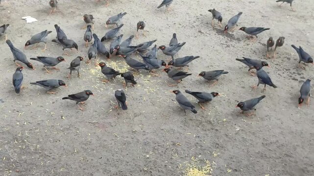 Flock of Mynah Birds Feeding on Urban Street Ground Showing Natural Crowd Behavior and Movement.