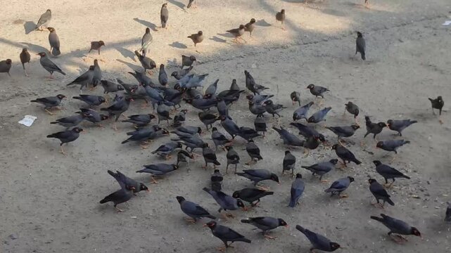 Large Flock of Birds Feeding on Dusty Urban Ground Showing Natural Wildlife Behavior in City Environment.