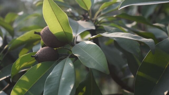 Manilkara Zapota Sapodilla Fruit on Sunlit Branch With Green Leaves Panning Left To Right in Tropical Orchard.