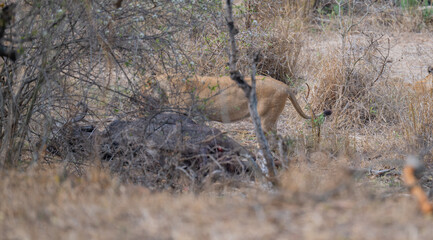 Löwen beim fressen nach einem Büffelriss im Busch vom Krüger National Park - Kruger Nationalpark Südafrika © Natascha