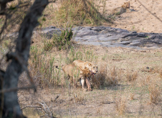 Löwe im Busch vom Krüger National Park - Kruger Nationalpark Südafrika © Natascha