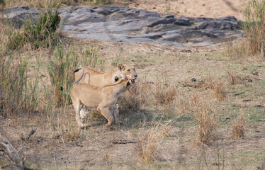 Löwe im Busch vom Krüger National Park - Kruger Nationalpark Südafrika © Natascha