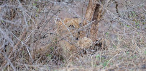 Löwe im Busch vom Krüger National Park - Kruger Nationalpark Südafrika © Natascha