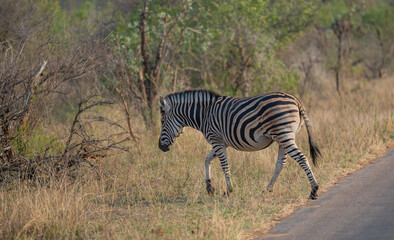 Löwe im Busch vom Krüger National Park - Kruger Nationalpark Südafrika © Natascha