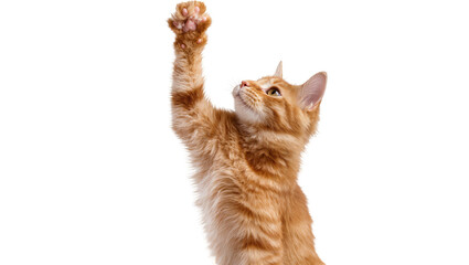 Orange tabby kitten raising paw up © Sarah