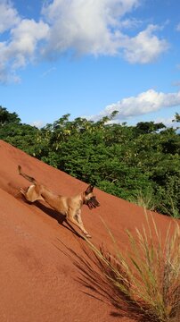 Chien berger belge malinois courant sur pente des padzas de lat&eacute;rite rouge &agrave; Mayotte